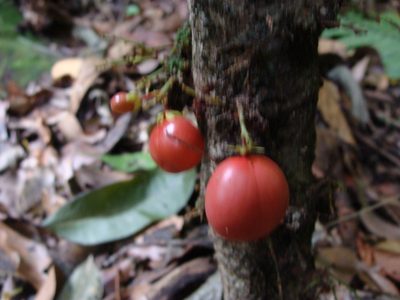 Recchia simplicifolia, photographed by Alexis López Hernández