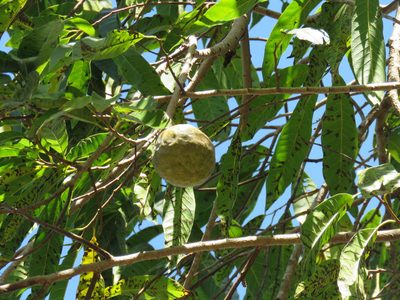 Annona reticulata, photographed by Alexis López Hernández