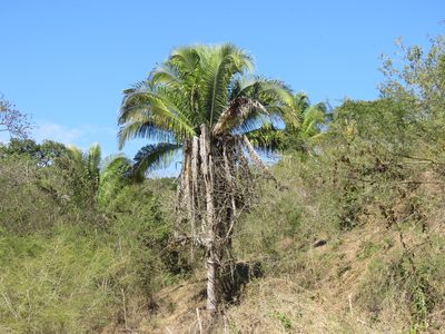 Attalea cohune, photographed by Alexis López Hernández