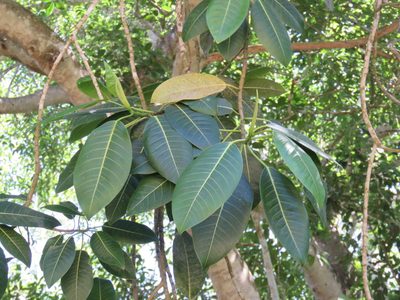 Ficus insipida, photographed by Alexis López Hernández