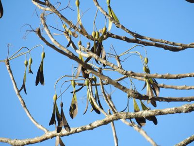 Gyrocarpus jatrophifolius, photographed by Alexis López Hernández