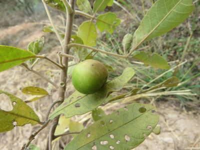 Vitex pyramidata, photographed by Alexis López Hernández