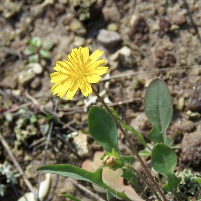 Krigia occidentalis, photographed by Laura Clark