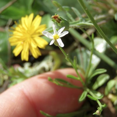 Chaetopappa asteroides, photographed by Laura Clark