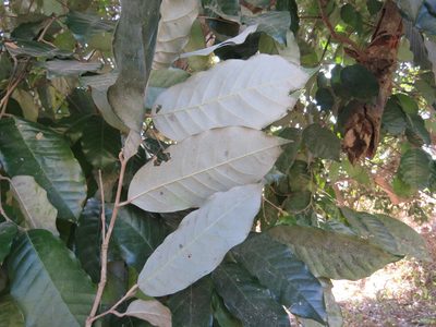 Couepia polyandra, photographed by Alexis López Hernández