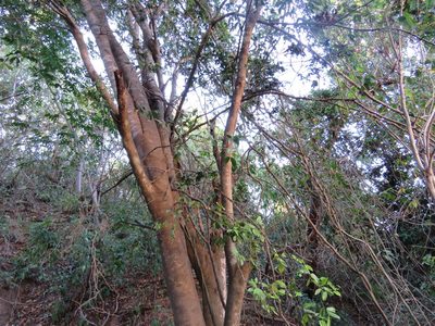 Hymenaea courbaril, photographed by Alexis López Hernández