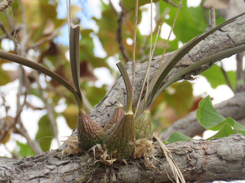 Encyclia trachycarpa, photographed by Alexis López Hernández