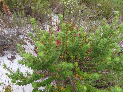 Cliffortia schlechteri, photographed by linkie