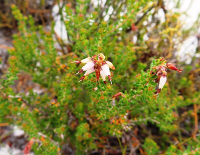 Erica interrupta, photographed by linkie