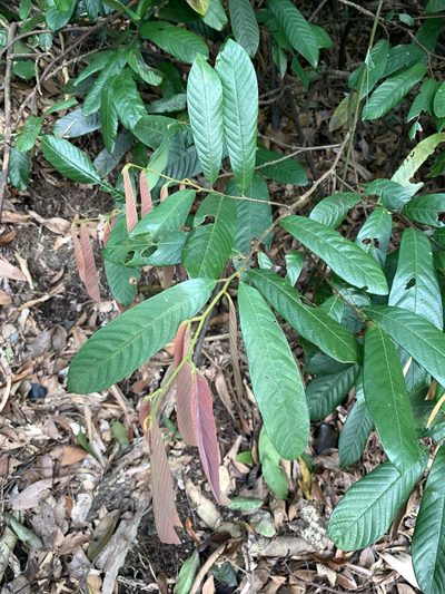 Fissistigma oldhamii, photographed by 呂一起(Lyu yi-chi)