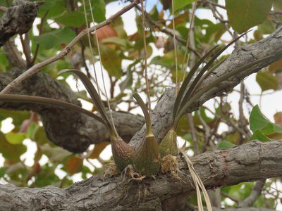 Encyclia trachycarpa, photographed by Alexis López Hernández