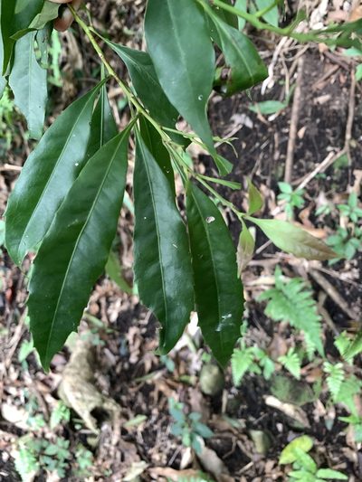 Helicia cochinchinensis, photographed by 呂一起(Lyu yi-chi)