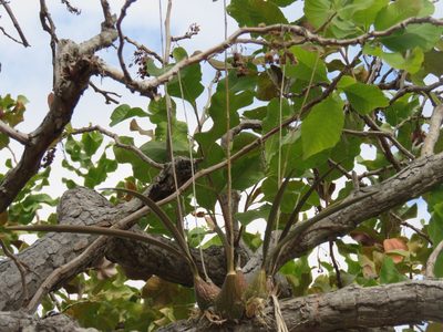 Encyclia trachycarpa, photographed by Alexis López Hernández