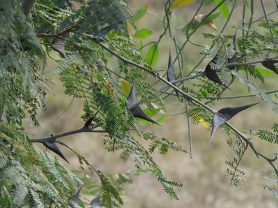 Vachellia hindsii, photographed by Alexis López Hernández