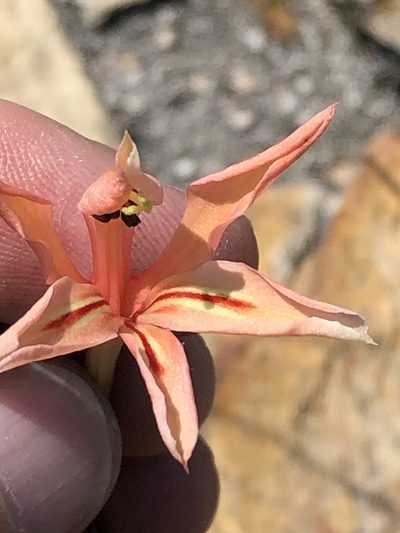 Tritoniopsis revoluta, photographed by Dave U