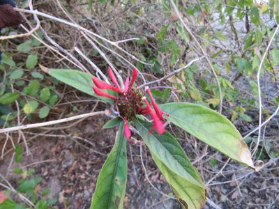 Aphelandra lineariloba, photographed by Alexis López Hernández
