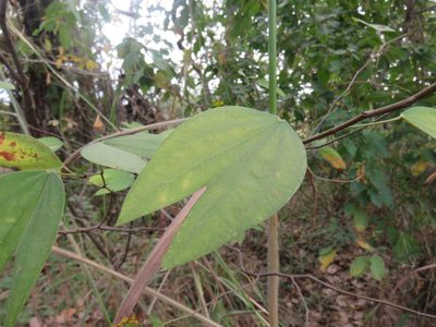 Bauhinia ungulata, photographed by Alexis López Hernández
