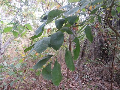 Comocladia macrophylla, photographed by Alexis López Hernández