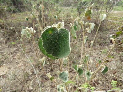 Croton suberosus, photographed by Alexis López Hernández