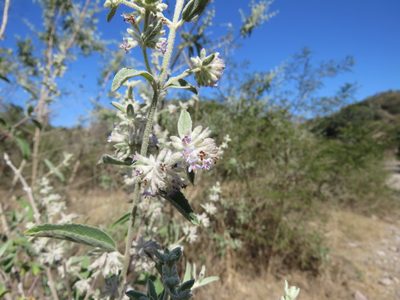 Condea albida, photographed by Alexis López Hernández