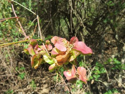 Serjania racemosa, photographed by Alexis López Hernández