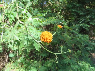 Verbesina crocata, photographed by Alexis López Hernández