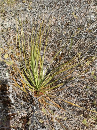 Nolina durangensis, photographed by M. Socorro González Elizondo