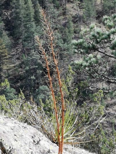 Nolina durangensis, photographed by M. Socorro González Elizondo