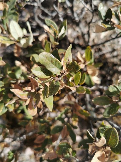 Quercus striatula, photographed by M. Socorro González Elizondo
