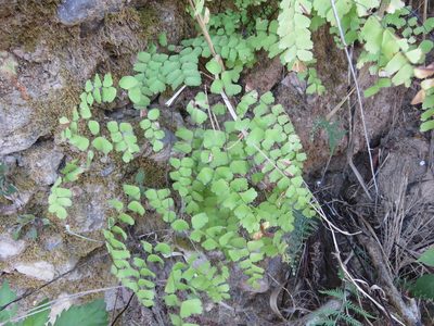 Adiantum amplum, photographed by Alexis López Hernández