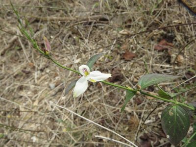 Carlowrightia arizonica, photographed by Alexis López Hernández