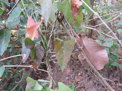 Centrosema sagittatum, photographed by Alexis López Hernández