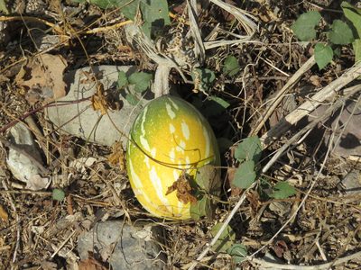 Cucurbita argyrosperma, photographed by Alexis López Hernández