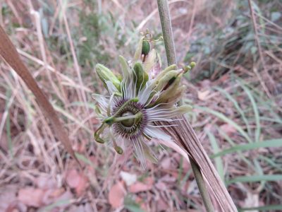 Passiflora porphyretica, photographed by Alexis López Hernández