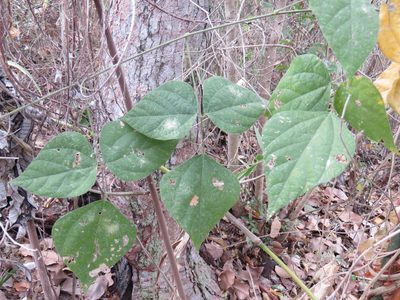 Rhynchosia precatoria, photographed by Alexis López Hernández