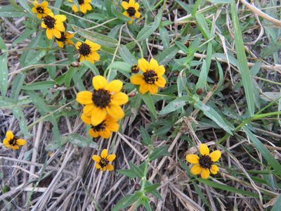 Zinnia maritima, photographed by Alexis López Hernández