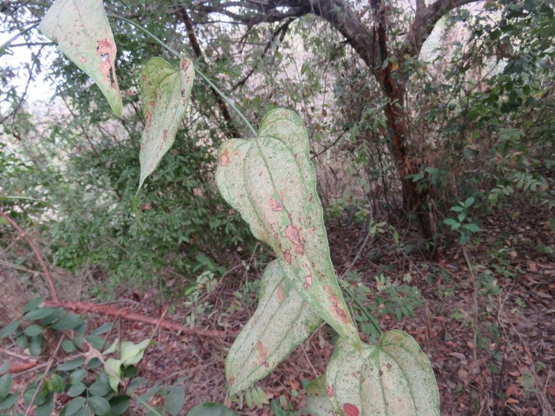 Smilax moranensis, photographed by Alexis López Hernández