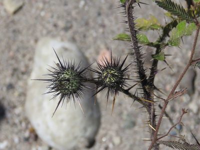 Solanum grayi, photographed by Alexis López Hernández