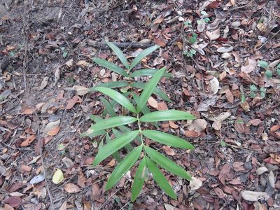 Zamia paucijuga, photographed by Alexis López Hernández