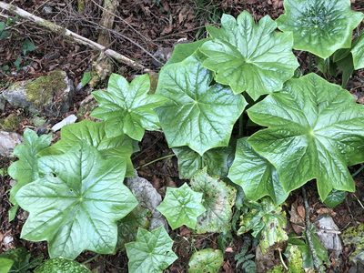 Podophyllum pleianthum, photographed by 黃美滿