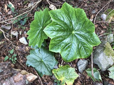 Podophyllum pleianthum, photographed by 黃美滿