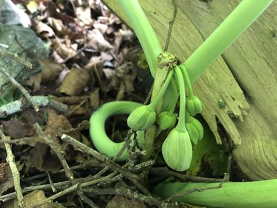 Podophyllum pleianthum, photographed by 黃美滿