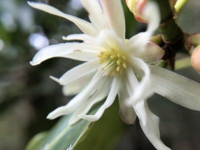 Illicium anisatum, photographed by 黃美滿