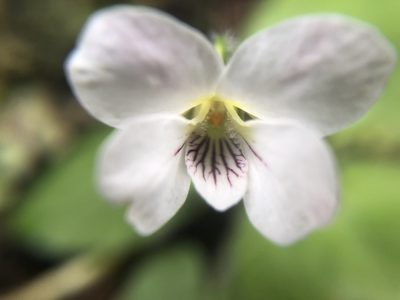 Viola adenothrix, photographed by 黃美滿