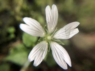 Nubelaria arisanensis, photographed by 黃美滿