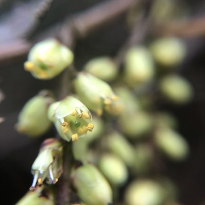 Stachyurus himalaicus, photographed by 黃美滿
