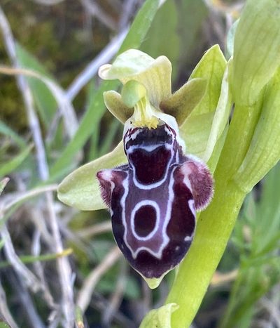 Ophrys kotschyi, photographed by desertnaturalist