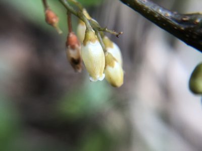 Maesa japonica, photographed by 黃美滿