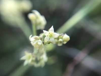 Rubia argyi, photographed by 黃美滿