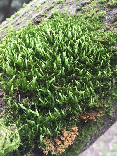 Neckera californica, photographed by LJ Moore-McClelland